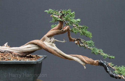 juniper bonsai